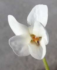 Viola alba alba