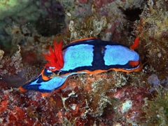Chromodoris westraliensis