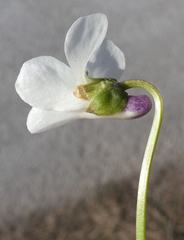 Viola alba alba