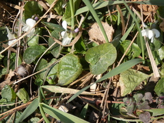 Viola alba alba