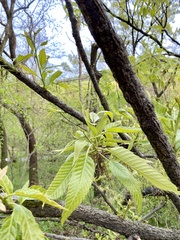 Quercus variabilis