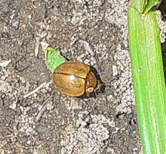 Coleoptera