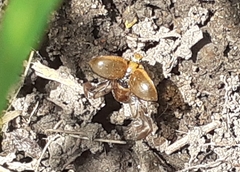 Coleoptera