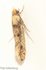 Morophaga morellus