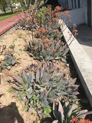 Aloe maculata