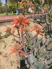 Aloe maculata