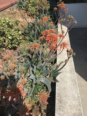 Aloe maculata