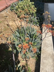 Aloe maculata