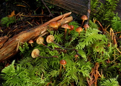 Xeromphalina campanelloides