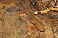 Anablepsoides igneus