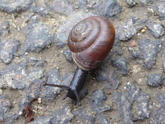 Trochulus striolatus