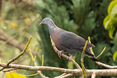 Columba trocaz