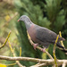 Trocaz Pigeon - Photo (c) William Stephens, some rights reserved (CC BY), uploaded by William Stephens