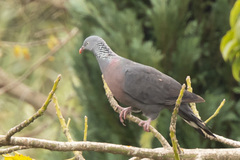Columba trocaz