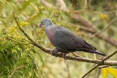 Columba trocaz