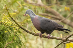 Columba trocaz