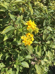 Lantana