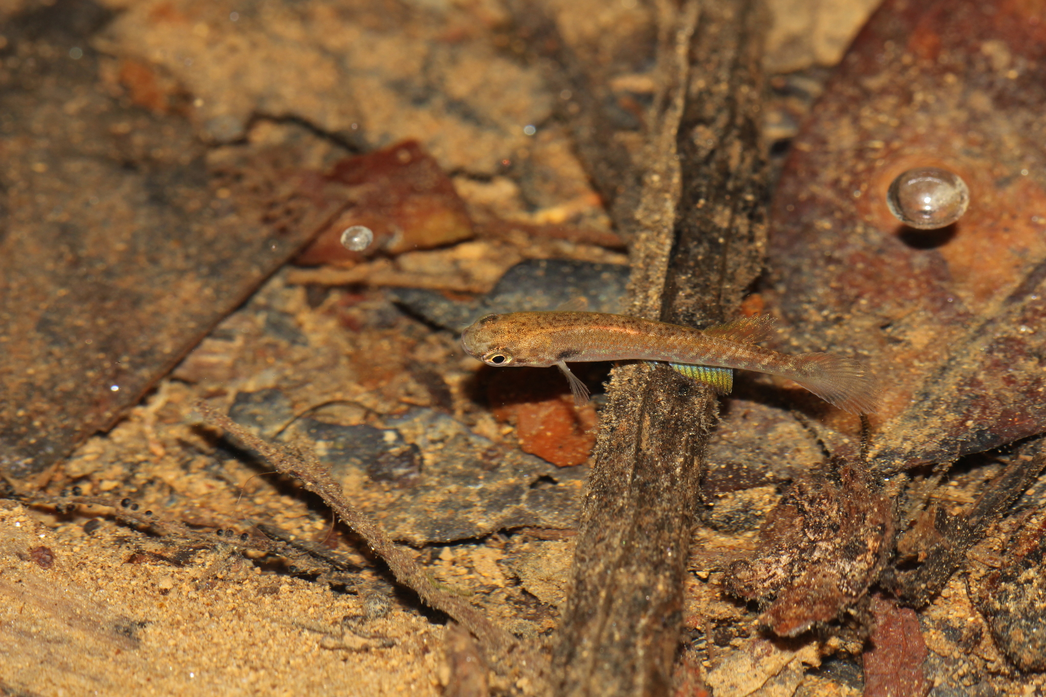 Laimosemion cladophorus