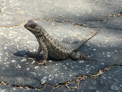 iNaturalist observation photo of Western Fence Lizard