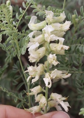 Sophora nuttalliana
