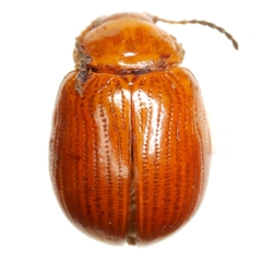 Pseudorthygia nigritarsis
