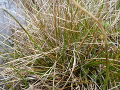 Juncus occidentalis