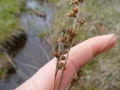 Juncus occidentalis