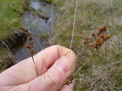 Juncus occidentalis