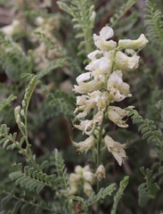 Sophora nuttalliana