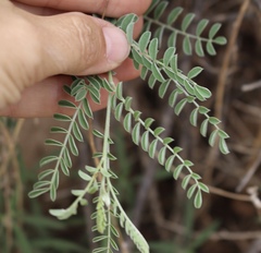 Sophora nuttalliana