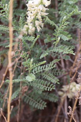 Sophora nuttalliana