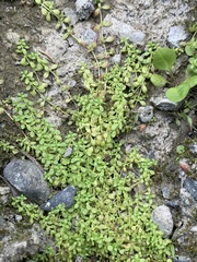 Callitriche peploides