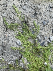 Callitriche peploides