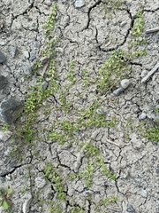 Callitriche peploides