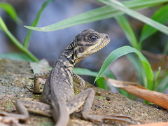 Hydrosaurus pustulatus