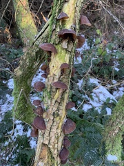Auricularia auricula-judae