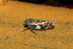 Xestocephalus lunatus