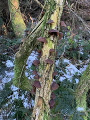Auricularia auricula-judae