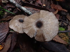 Entoloma melanophthalmum