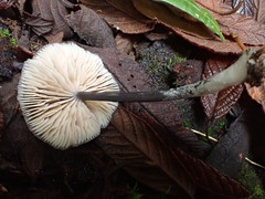 Entoloma melanophthalmum