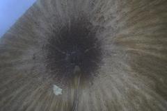 Entoloma melanophthalmum