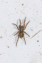 Arctosa personata