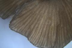 Entoloma melanophthalmum