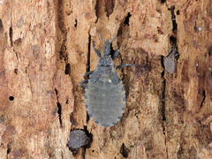 Triatoma