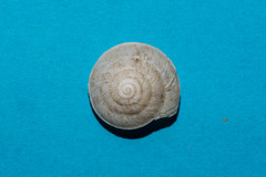 Aegopis gemonensis