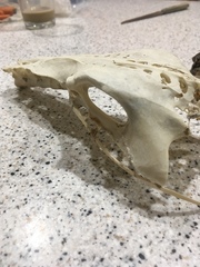 Pelecaniformes