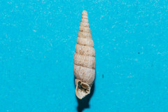 Macrogastra densestriata