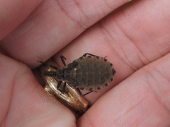 Triatoma