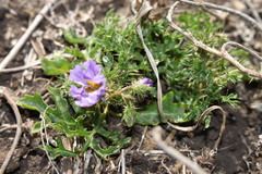 Solanum papaverifolium
