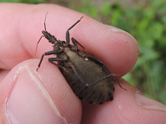 Triatoma